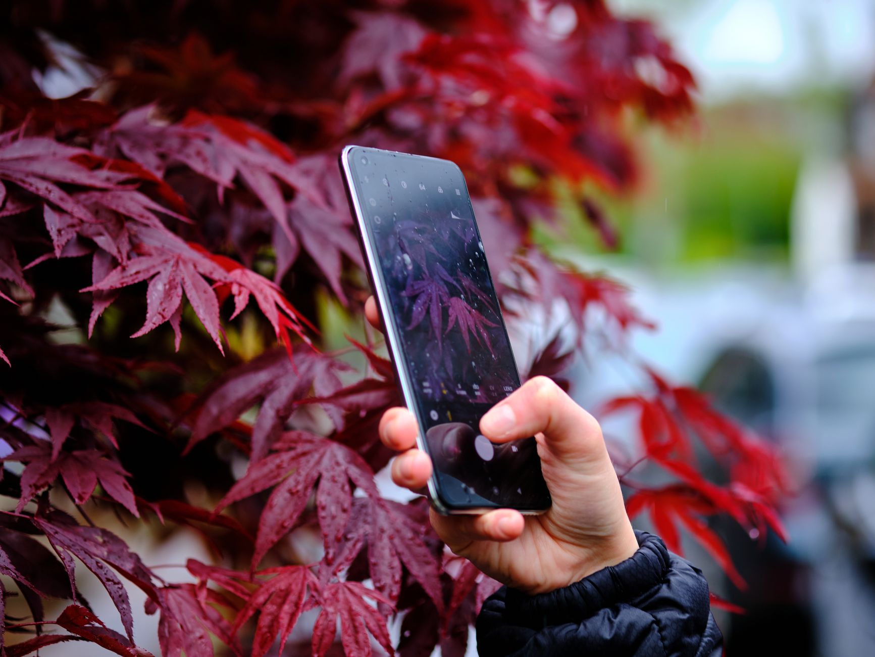 A hand holds a smartphone to photograph vibrant red Japanese maple leaves outdoors.